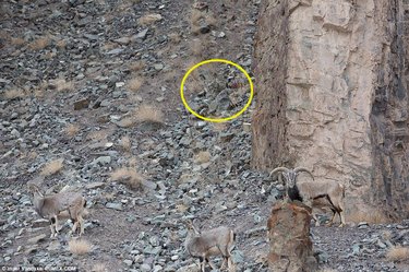 snow leopard blends into rocks