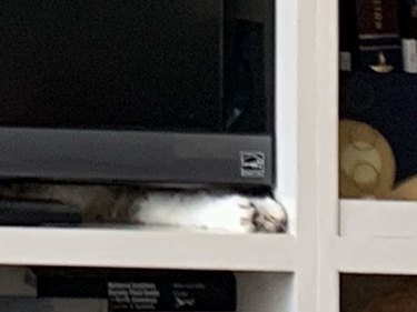 cat sleeps under tv