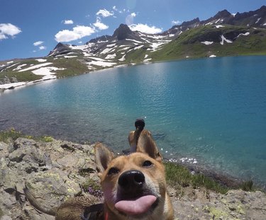 Dog photobombing picture of mountains.