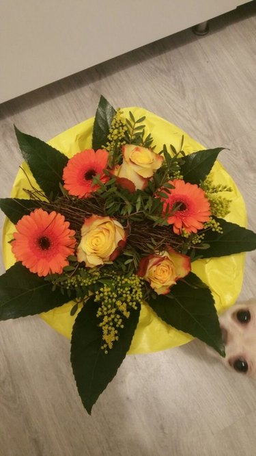 Dog photobombing picture of bouquet.