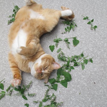 16 cats overdosing on the nip