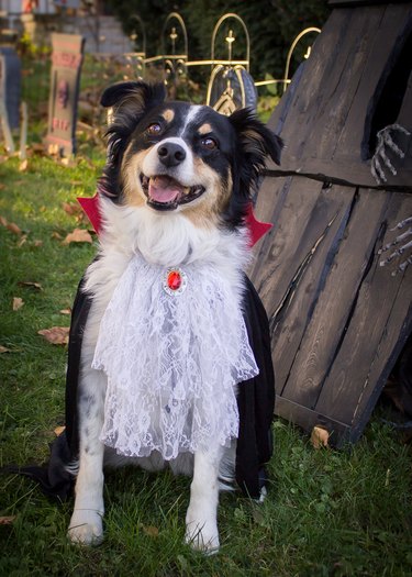 Happy dog in vampire costume