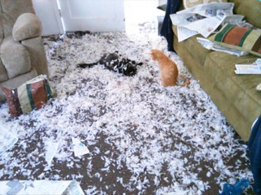 Two cats and a HUGE mess