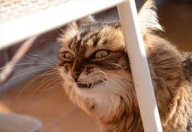 Cat with a very sinister look on his face