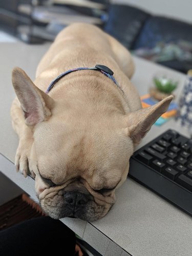French bulldog asleep on a desk