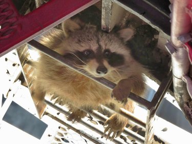 A short history of raccoons going viral on the internet for all the wrong reasons