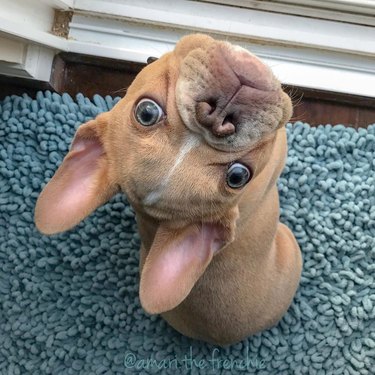 French bulldog looking at camera upside down