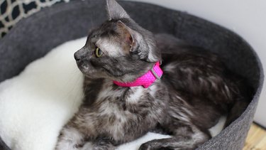 Cat wearing a collar and tags