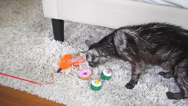 Cat playing with cat toys