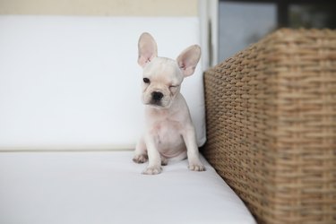 French bulldog puppy winking