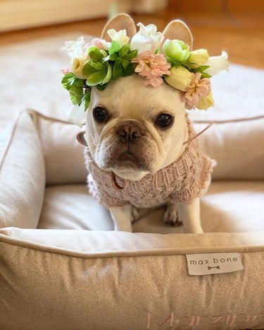 French bulldog wearing a flower crown