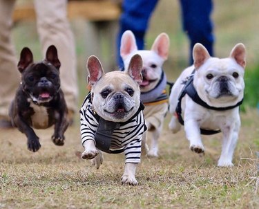 Four French bulldogs running in a field