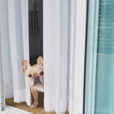 French bulldog looking around a corner