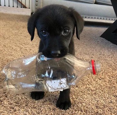 Puppy holding empty plastic bottle.