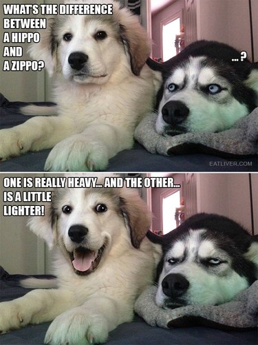 Dog telling a pun.