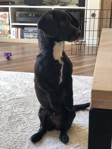 Dog sitting up like a meerkat.