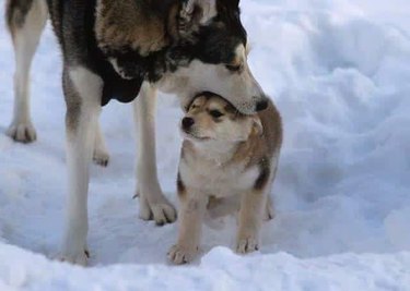 Dog with its mouth on a puppy's head.