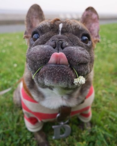 French bulldog eating a clover flower