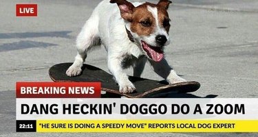 Dog on a skateboard.