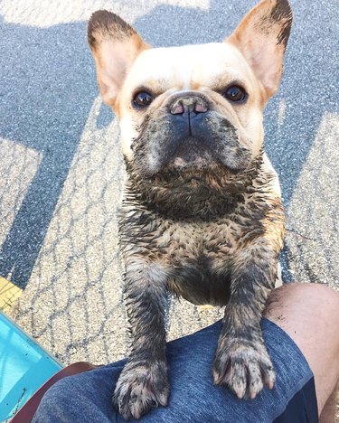 Muddy French bulldog