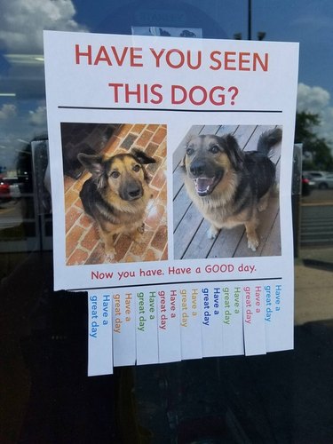Dog on a poster.