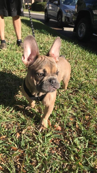 French bulldog puppy with big ears