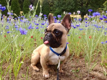 French bulldog in a field of flowers with its tongue sticking out