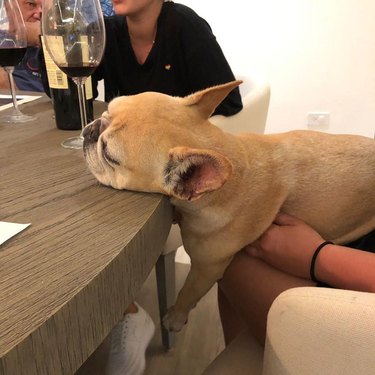 French bulldog sleeping next to a glass of wine