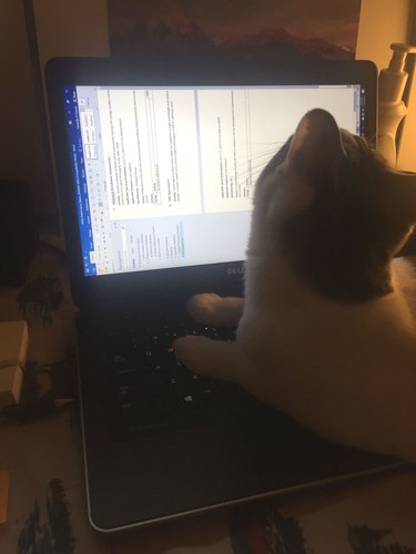 cat sleeps on open laptop