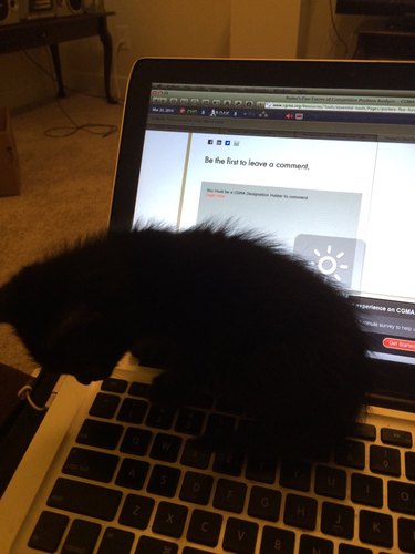 black cat sits on laptop