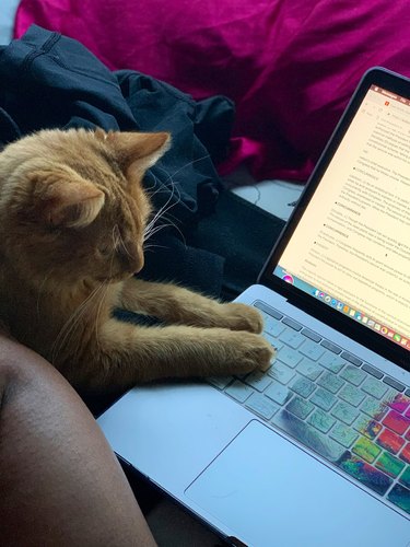 cat intrigued by laptop skin