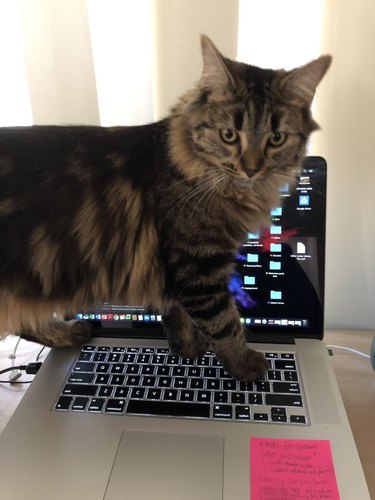 Cat walks on laptop