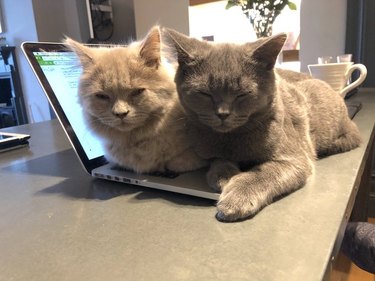 cats cuddle together on open laptop