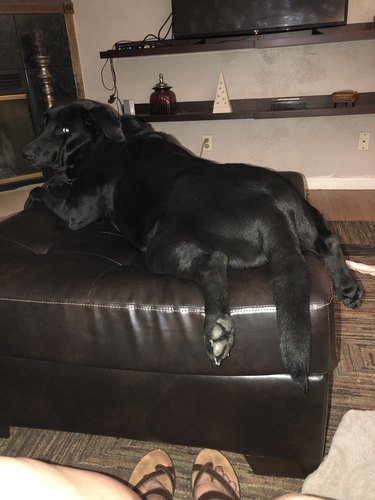 dog sleeps on ottoman