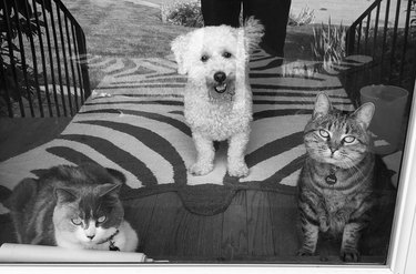 cats and dog pose for picture