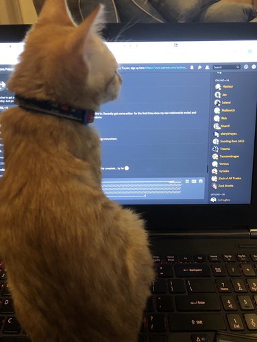 cat sitting on laptop "responds" to chat prompt