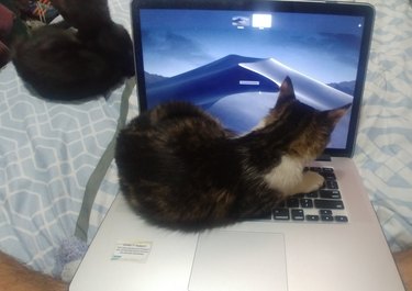 cat curled up on laptop