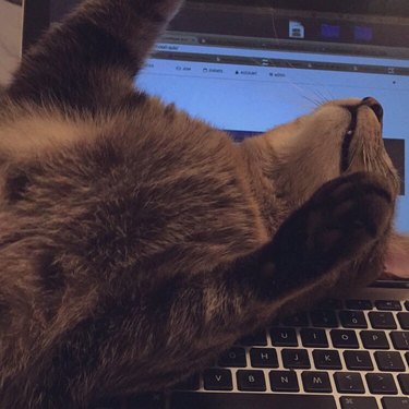 cat lays prone on open laptop