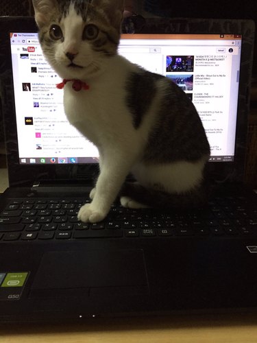 tabby kitten sits proudly on laptop