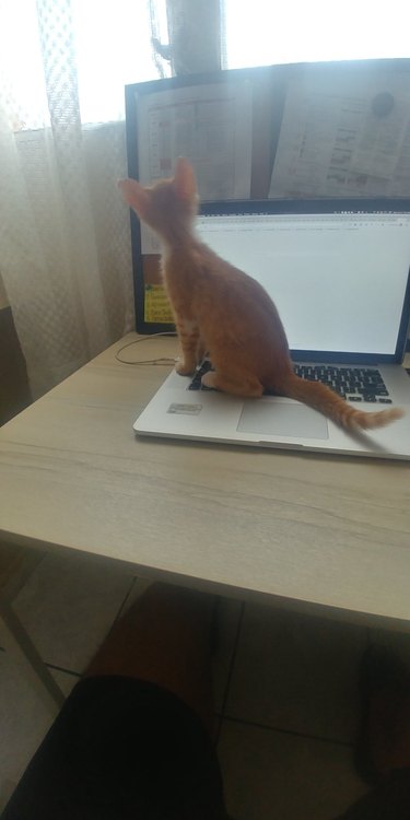 cat sitting on laptop "responds" to chat prompt