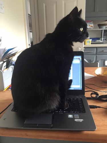 cat sits on open laptop