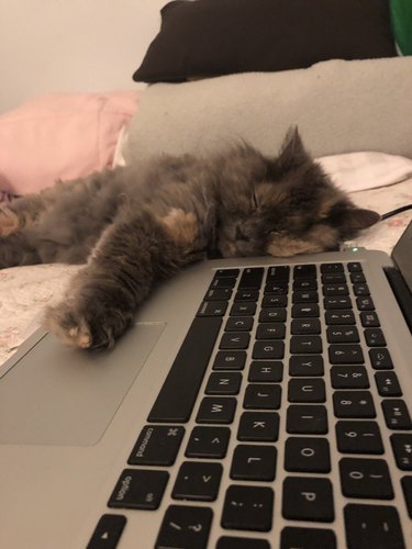 cat sleeps on open laptop