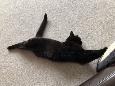 lazy cat slowly inches towards scratching post