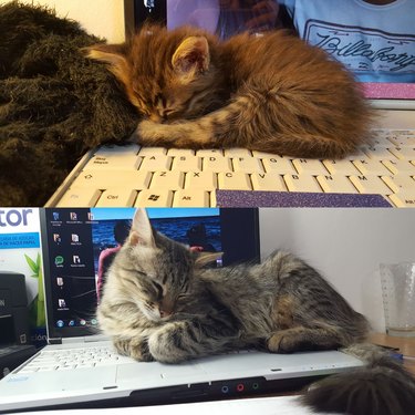 tabby cats nap on open laptop