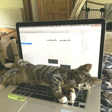 Cat sprawls across open laptop