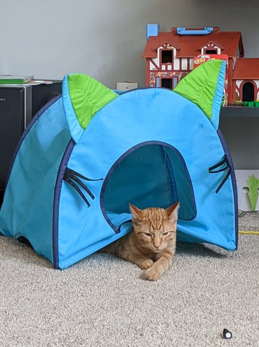 cat sleeps *under* cat bed