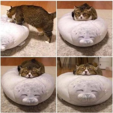 cat sleeps on cat bed shaped like seal