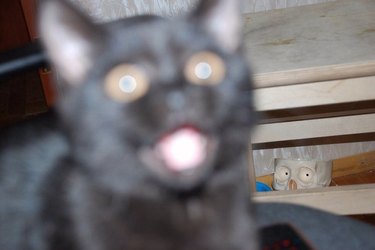 cat spooked by weird cup with skeleton eyes