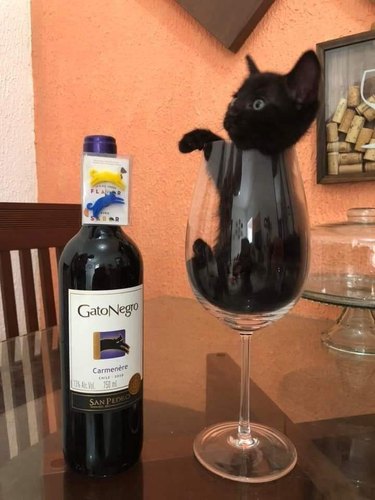 black cat in wine glass