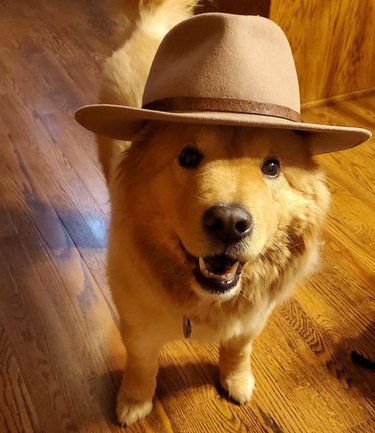 Dog wearing a hat